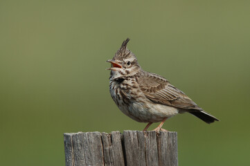 Crested Lark, Kuifleeuwerik, Galerida cristata