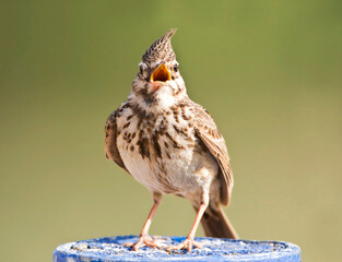 Kuifleeuwerik, Common Crested Lark, Galerida cristata