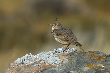Crested Lark, Kuifleeuwerik, Galerida cristata © AGAMI