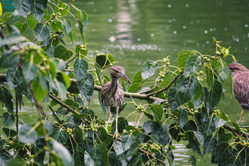 bird on the tree