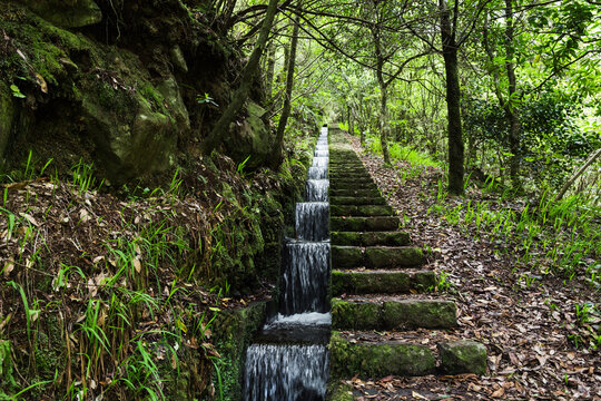 Water channel (levada) at Ribeiro Frio surrounded by nature, Madeira island, Portugal