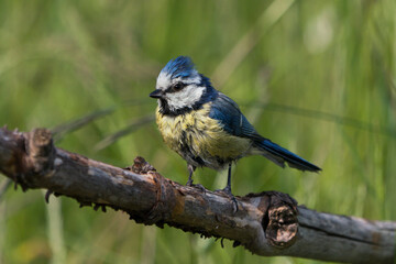 Fototapeta premium Cute wet blue tit bird sitting on a branch a bath looing to the left