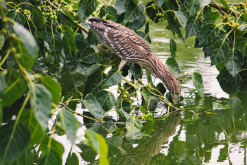 red tailed hawk