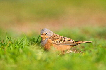 Bruinkeelortolaan, Cretzschmar\'s Bunting, Emberiza caesia