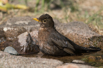 Common blackbird female sitting in a small pond or stream of water seen from the side