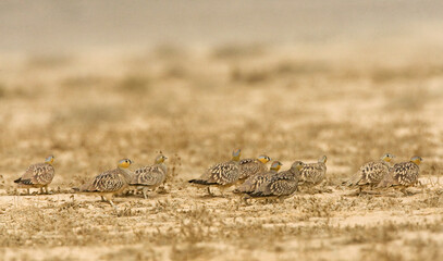 Kroonzandhoen, Crowned Sandgrouse, Pterocles coronatus