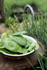 Young organic and juicy spinach leaves in a bowl. Harvesting spinach in the home garden beds....