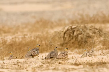 Foto op Plexiglas Kroonzandhoen, Crowned Sandgrouse, Pterocles coronatus © AGAMI