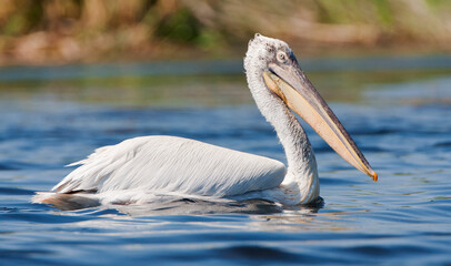 Kroeskoppelikaan, Dalmatian Pelican, Pelecanus crispus