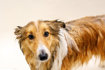 Wet dog. Washing your pet in the bathroom.