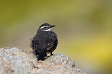 Grijsbuikwipstaart, Dark-bellied Cinclodes, Cinclodes patagonicus
