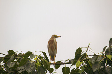 blue heron