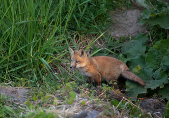Red fox kit (Vulpes vulpes) coming out of its den deep in the forest in early spring in Canada