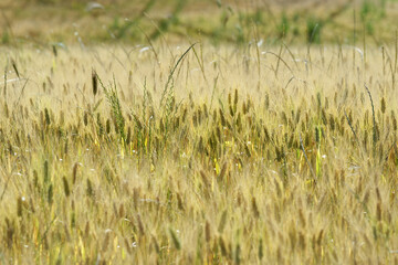 Champ de blé