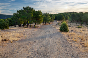 Camino del cerro Merina. Cebreros. Avila. España. Europa.