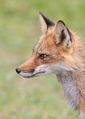 Naklejka na ściany i meble Red fox with a bushy tail walking through a grassy field near Ottawa, Canada