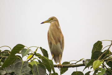 green heron ardea cinerea