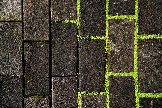Green grass growing on a cobblestone floor.