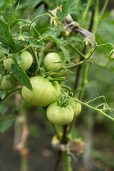 Farmer stretched out his hand to the tomatoes on the bush. Harvesting an organic harvest of ripe green tomatoes. Fresh produce is sold at the local farmers market. Concept of gardening and agriculture