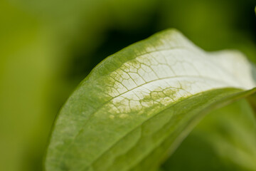 初夏のハンゲショウの葉