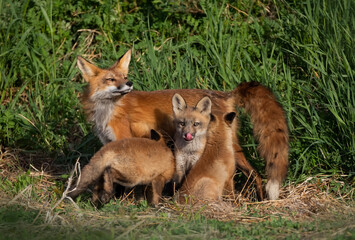 Red fox Vulpes vulpes feeding her kits in the forest in springtime in Canada 