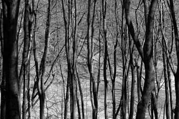 Old and giant big tree on a green field with sunlight afternoon.
