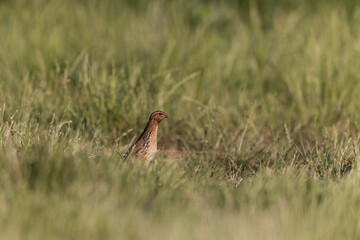 Caille des blés Coturnix coturnix mâle chanteur en plaine de Beauce, Centre, France