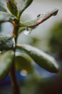 Wet Succulent 