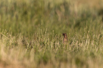 Caille des blés Coturnix coturnix mâle chanteur en plaine de Beauce, Centre, France