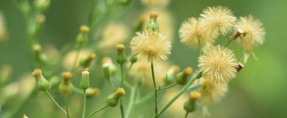 Dandelion seeds in the sunlight blowing away across a fresh green morning background. Hd image and large zise
