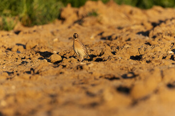 Caille des blés Coturnix coturnix mâle chanteur en plaine de Beauce, Centre, France