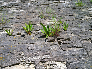 Young green grass sprouts sprouting through the cracks in the old ancient stone wall. Growing plant. Concept of New life, start up and chance of getting out or solving a difficult hopeless problem.