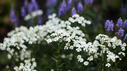 floral natural panoramic banner. abstract blurred floral background. white and lilac flowers. summer blooming garden at dusk