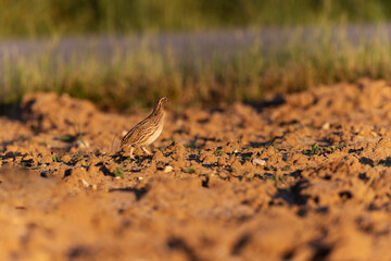Caille des blés Coturnix coturnix mâle chanteur en plaine de Beauce, Centre, France
