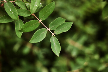 beautiful green branch of a honeysuckle bush in raindrops on a blurred background. plant close-up...