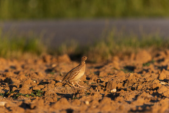 Caille des bl&eacute;s Coturnix coturnix m&acirc;le chanteur en plaine de Beauce, Centre, France