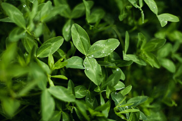 beautiful green leaves of clover close-up in raindrops on a blurred background. summer blooming garden at dusk, macro photography