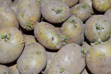 Background of potatoes with sprouted shoots for planting in the garden and harvesting.Seedlings of potato tubers.The concept of agriculture and gardening, growing and caring for vegetables,flat layout