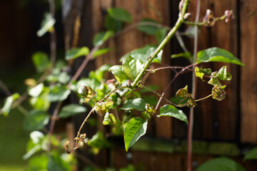 stems of a flower of clematis in aphids close-up on a blurred background. the problem of pests and parasites for the home garden. floriculture and horticulture