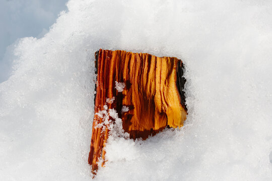 Detail of log on the snow