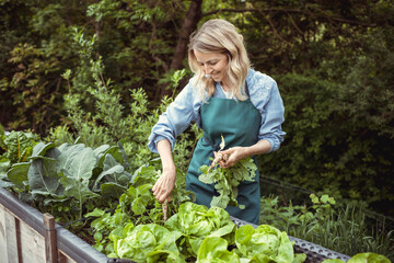 young blonde pretty woman with blue shirt and green apron harvesting white elongated icicle...