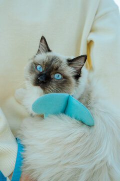 Asian female and ragdoll cat pet