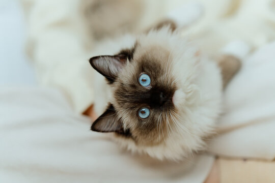 Ragdoll cat