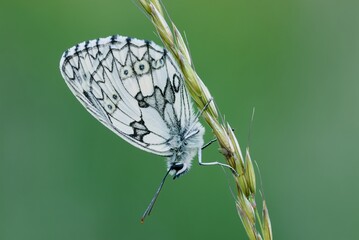 Marbled White butterfly male resting on the grass at dusk. Side view, close up. Blurred natural green background. Genus species Melanargia galathea.
