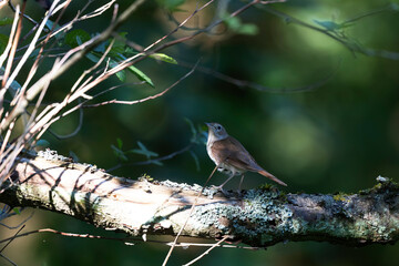 Rossignol philomène Luscinia megarhynchos en sous-bois près de son nid