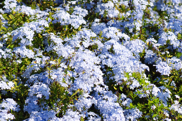 PLUMBAGO AURICULATA