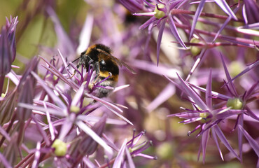 bee on an Allium flower