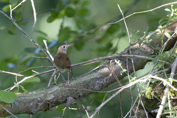 Rossignol philomène Luscinia megarhynchos en sous-bois près de son nid
