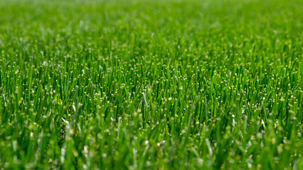 Close up green grass, natural greenery background texture of lawn garden. Ideal concept used for making green flooring, lawn for training football pitch, Grass Golf Courses, green lawn pattern.
