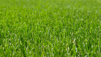 Close up green grass, natural greenery background texture of lawn garden. Ideal concept used for making green flooring, lawn for training football pitch, Grass Golf Courses, green lawn pattern.